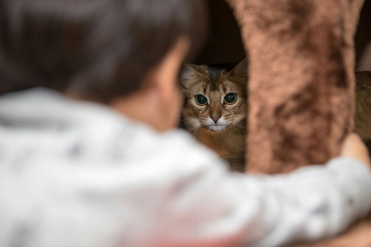 Лучшие породы кошек для семьи с детьми
