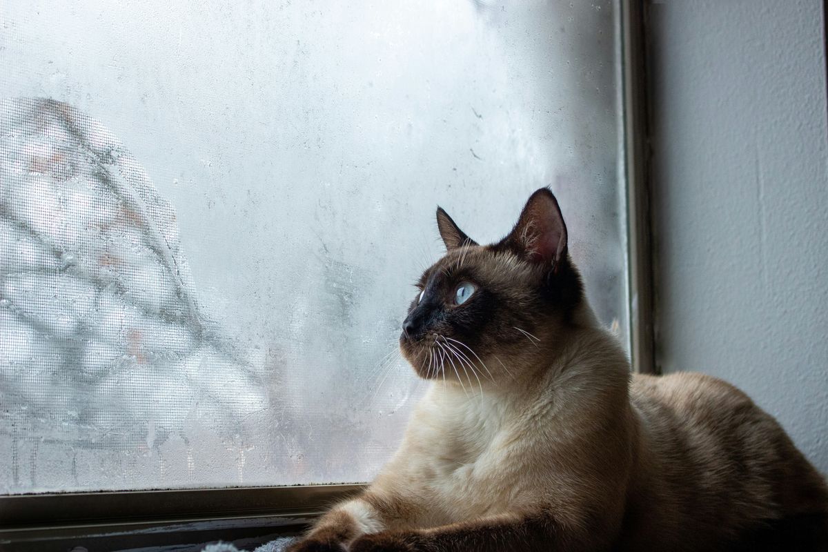 Сиамская кошка, фото 2