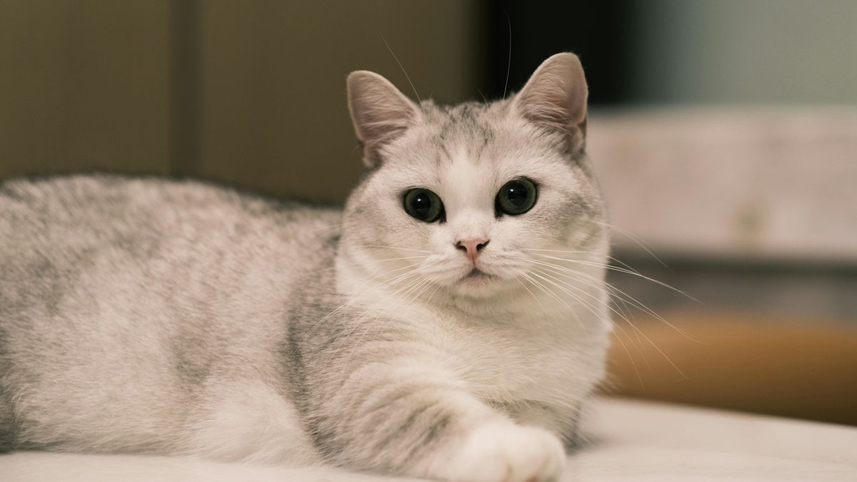 Манчкин, фото 3